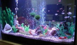 《鱼缸》在线观看,窥探深海中的生命奥秘