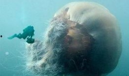 记者爆料野生水母视频,记者捕捉野生水母惊鸿一瞥