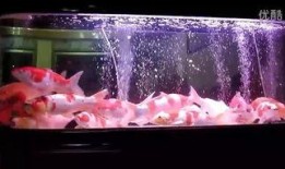 《鱼缸》在线观看,窥探深海中的生命奥秘