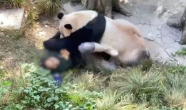 娱乐大爆料熊猫,熊猫明星的幕后故事大揭秘