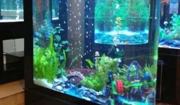 《鱼缸》在线观看,窥探深海中的生命奥秘