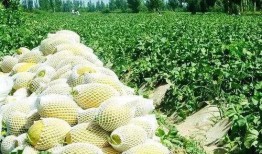 娱乐吃瓜州,揭秘娱乐圈背后的故事与八卦