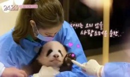 娱乐大爆料熊猫,熊猫明星的幕后故事大揭秘