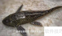 清道夫在线观看,揭秘深海神秘生物的生存奥秘