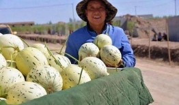 娱乐吃瓜州,揭秘娱乐圈背后的故事与八卦