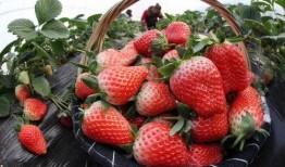 草莓农药爆料视频播放大全,视频爆料大全深度解析