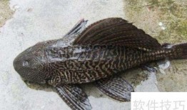 清道夫在线观看,揭秘深海神秘生物的生存奥秘