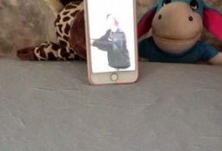 娱乐吃瓜宠物,吃瓜宠物们的欢乐日常
