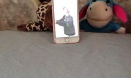 娱乐吃瓜宠物,吃瓜宠物们的欢乐日常